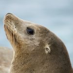 Sony and AI Singapore collaborate on SEA-LION LLMs