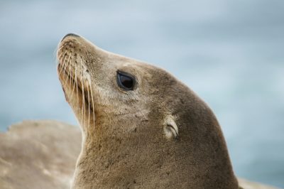 Sony and AI Singapore collaborate on SEA-LION LLMs